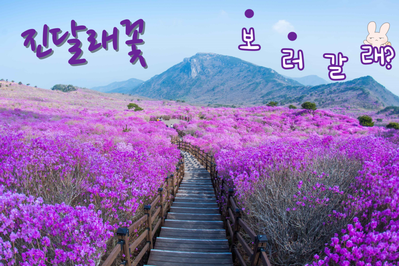 영변의 약산에 피어난 진달래꽃으로 완성하는 봄 데이트 