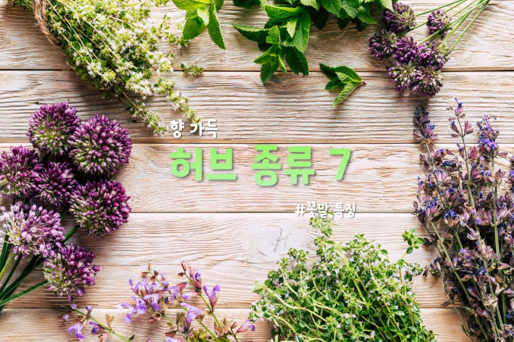 “향긋향긋, 이거 먹어도 될까?” 허브 종류 BEST 7(+허브 꽃말, 특징)