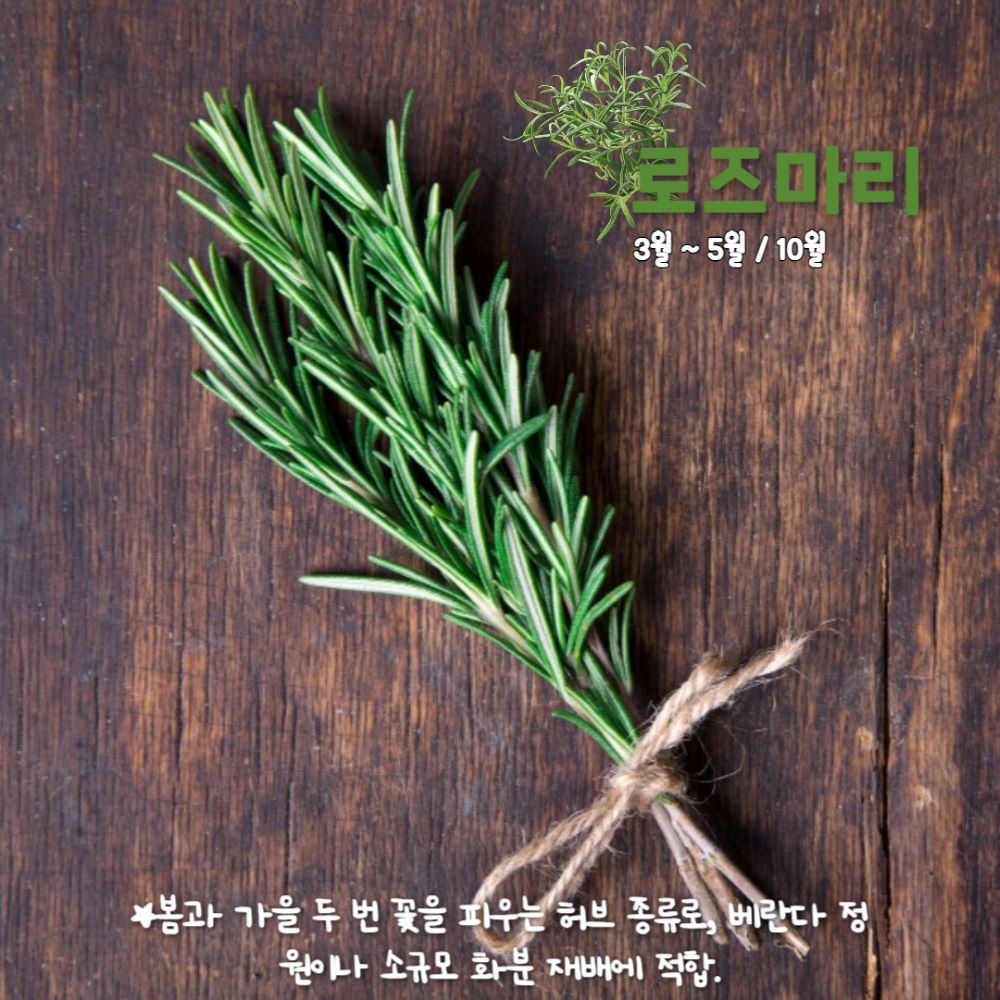 “향긋향긋, 이거 먹어도 될까?” 허브 종류 BEST 7(+허브 꽃말, 특징)