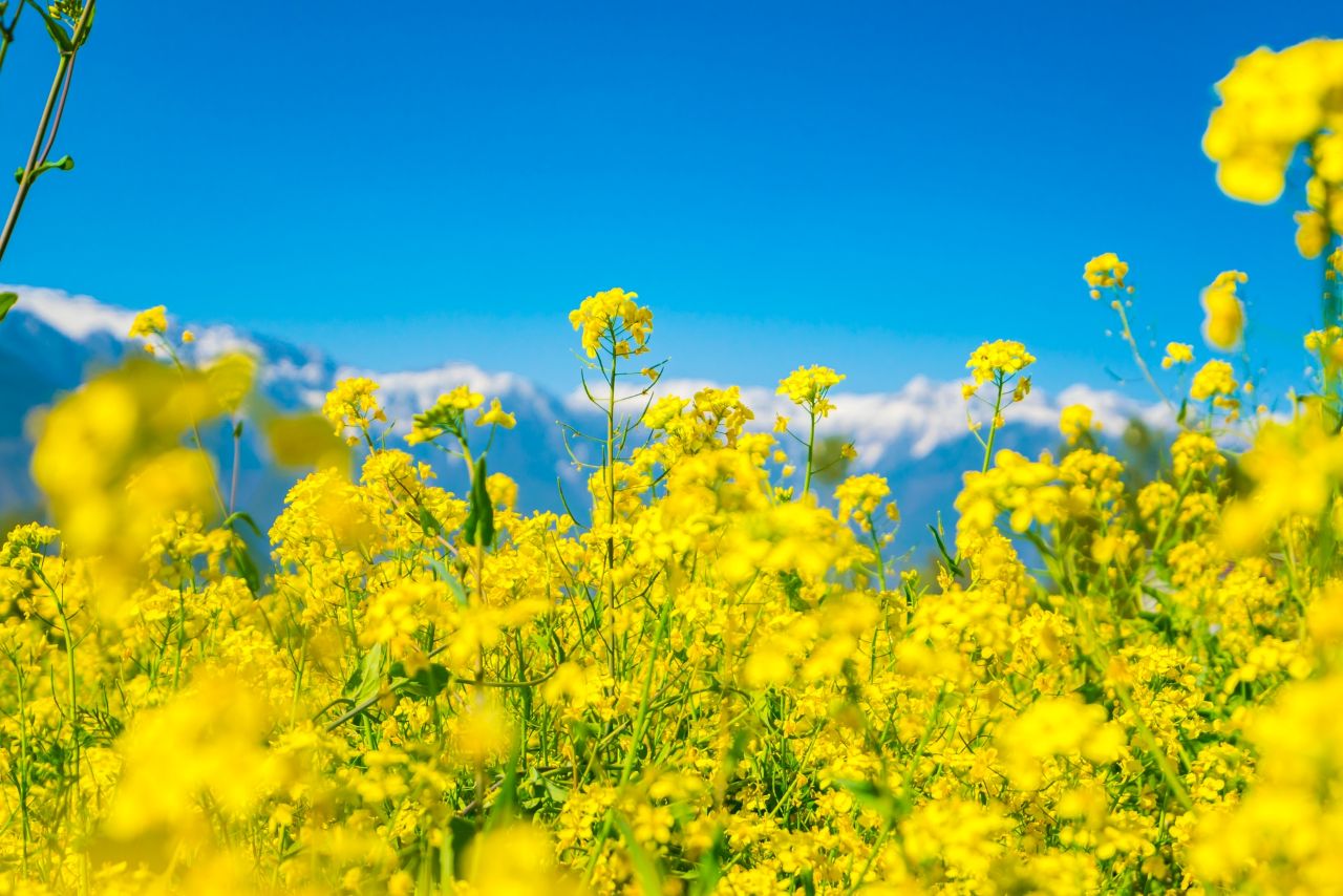 전국 유채꽃 명소 베스트 7 경기도, 충청도, 전라도, 경상도, 제주도 명소 모음집